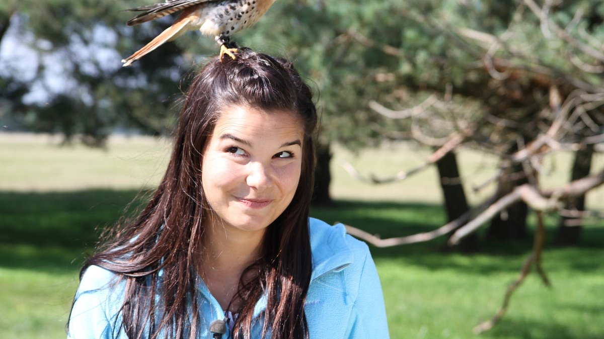 anna und die wilden tiere