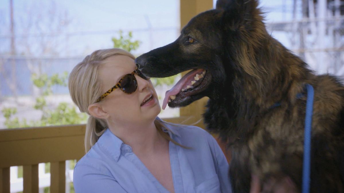 pitbulls auf bewährung
