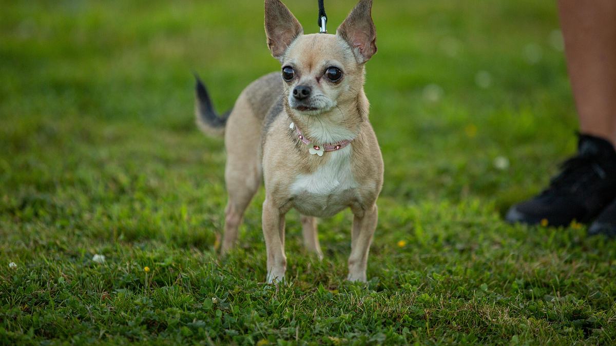 unsere hundeschule