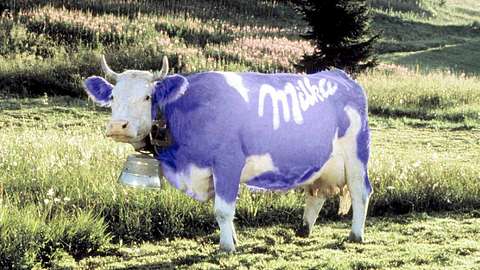 Vom Bildschirm auf den Schlachthof: Das Schicksal der Milka-Kuh! - Foto: Jacobs/Suchard