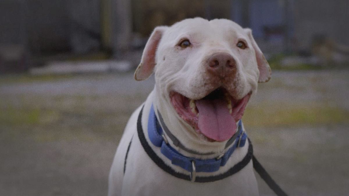 Pitbulls auf Bewährung pitbulls auf bewährung
