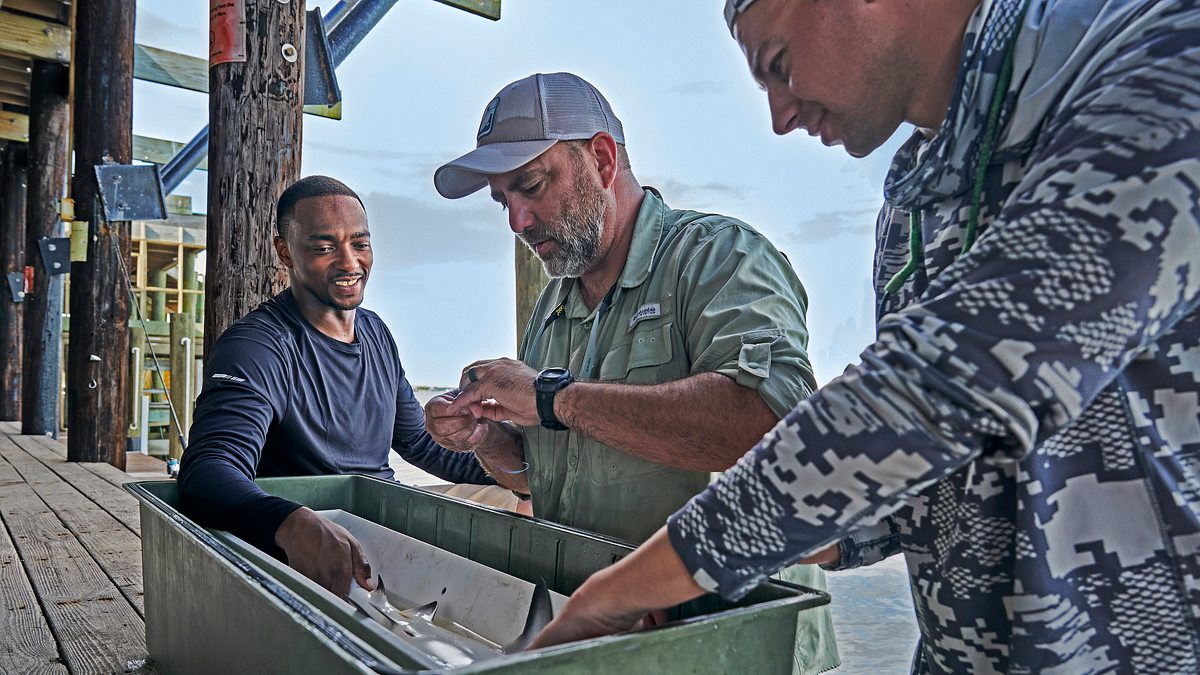 der strand der haie mit anthony mackie: golfküste
