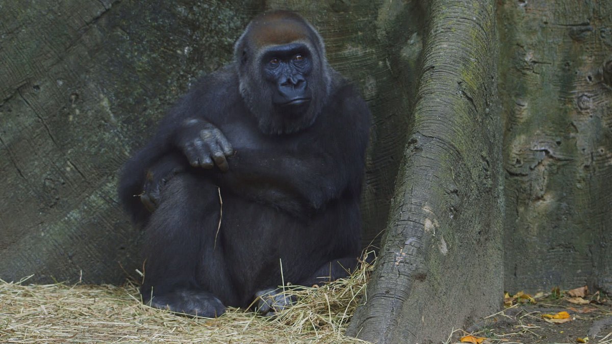 bronx zoo - tierpark der superlative