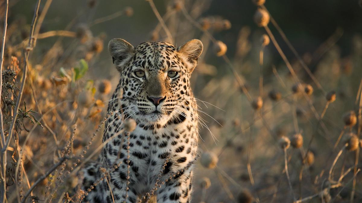 die flut - okavango unter wasser