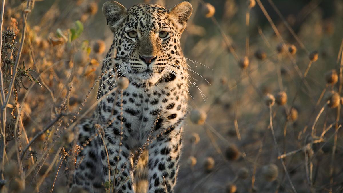 die flut - okavango unter wasser