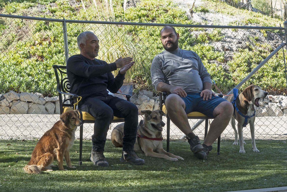 Cesar Millan: Guter Mensch, guter Hund cesar millan: guter mensch, guter hund
