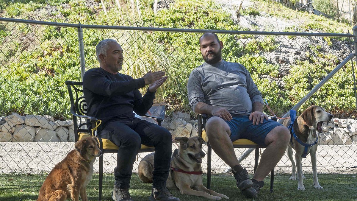 cesar millan: guter mensch, guter hund