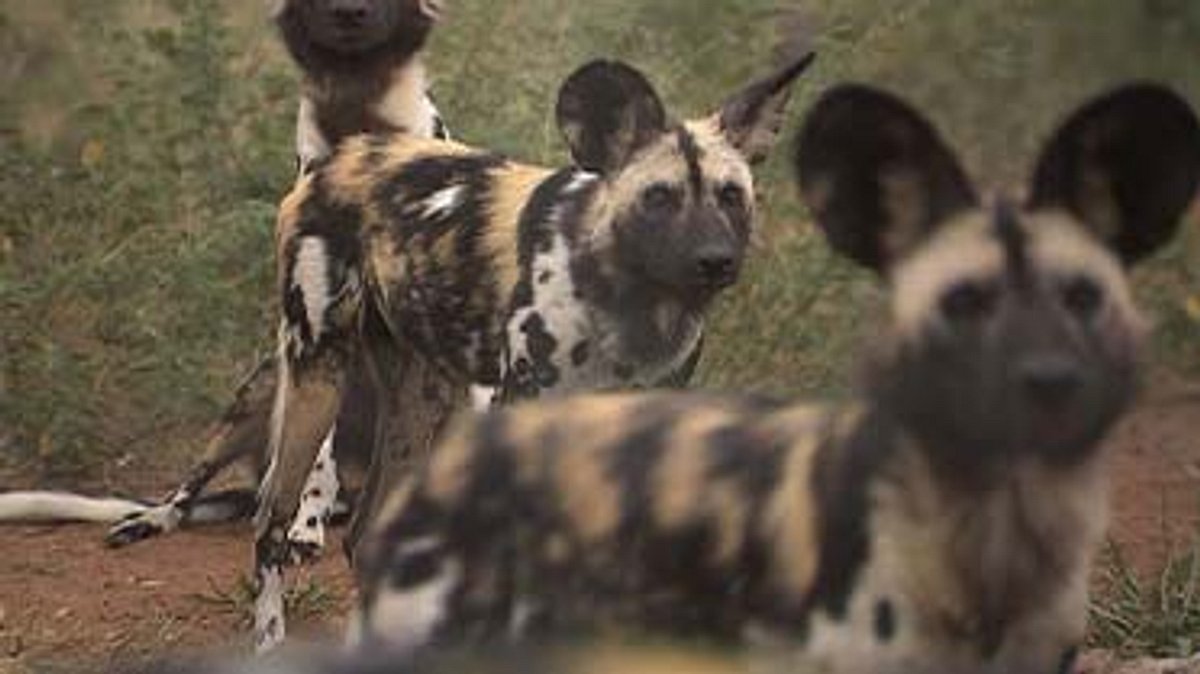das waisenhaus für wilde tiere - abenteuer afrika