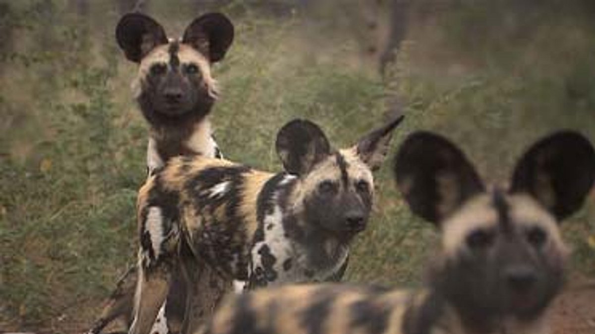 das waisenhaus für wilde tiere - abenteuer afrika