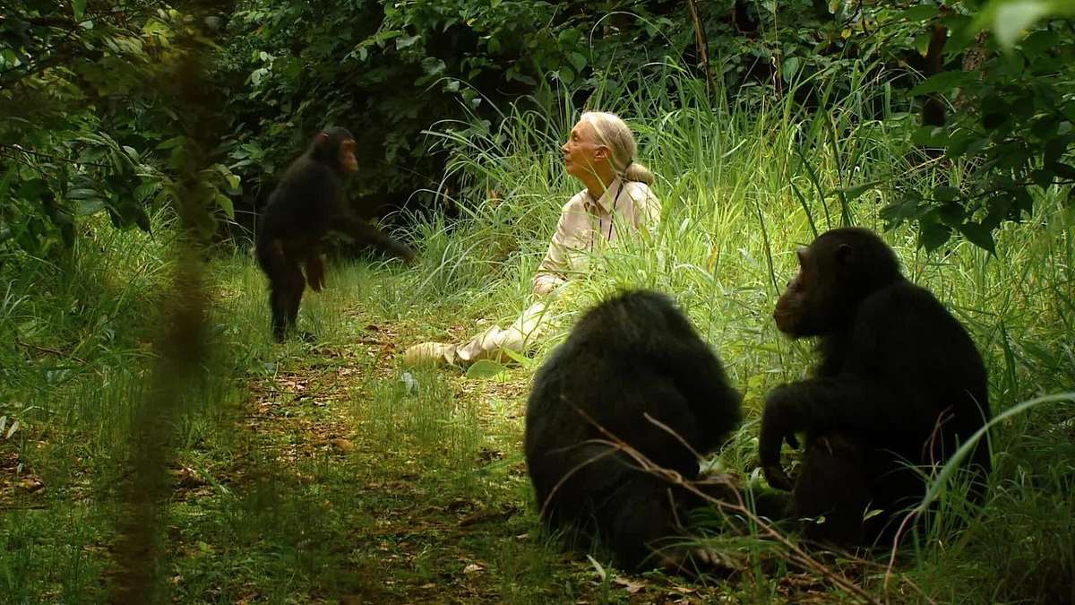 Jane's Journey - Die Lebensreise der Jane Goodall Jane's Journey - Die Lebensreise der Jane Goodall