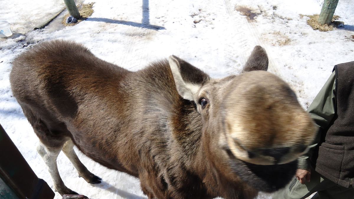 tierische eroberer