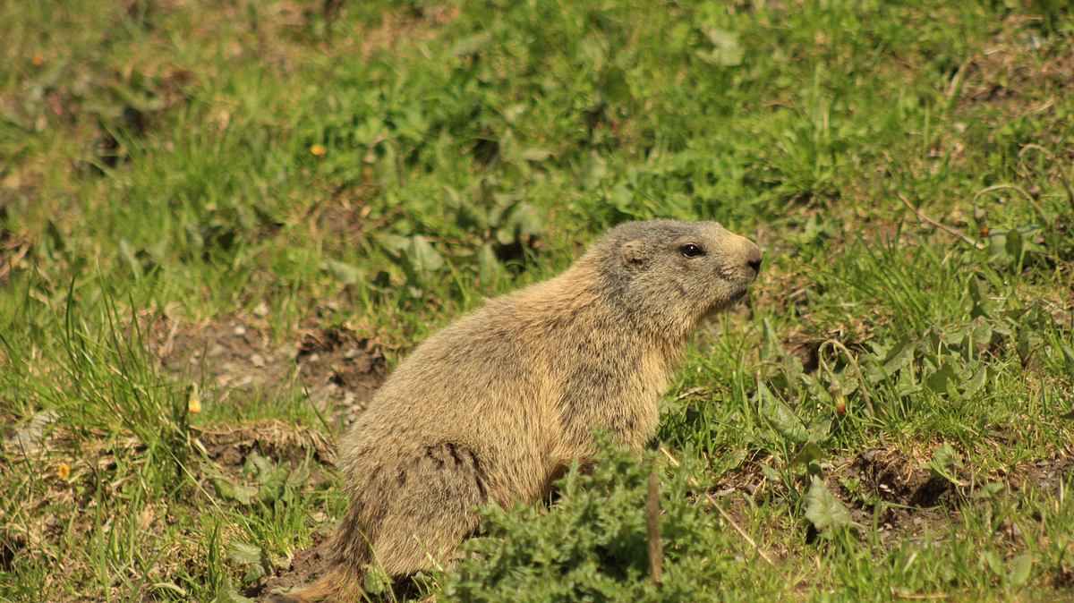 welt der tiere