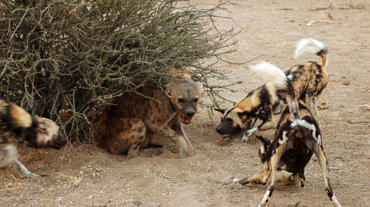 wildtiere vor der kamera
