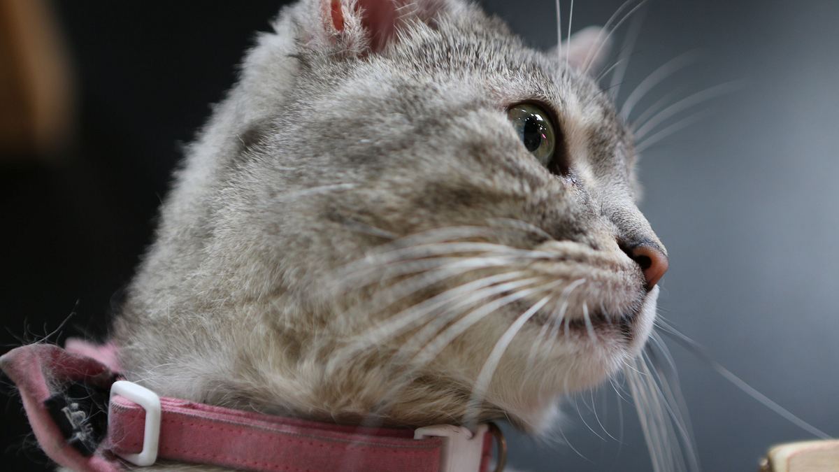 der katzenflüsterer