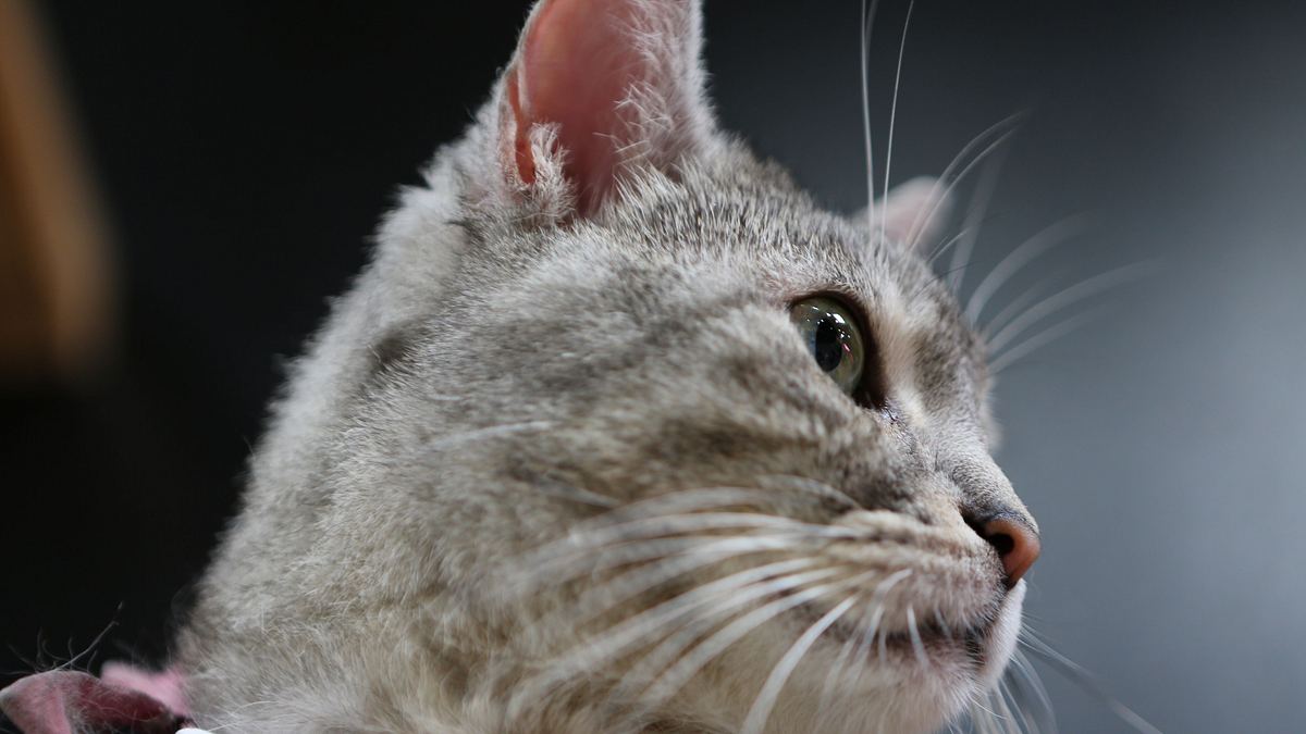 der katzenflüsterer