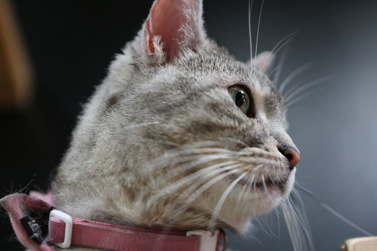 Der Katzenflüsterer der katzenflüsterer