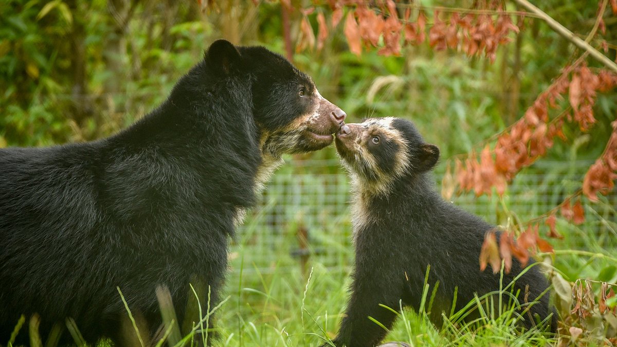 zoo und so - tierisch wild!