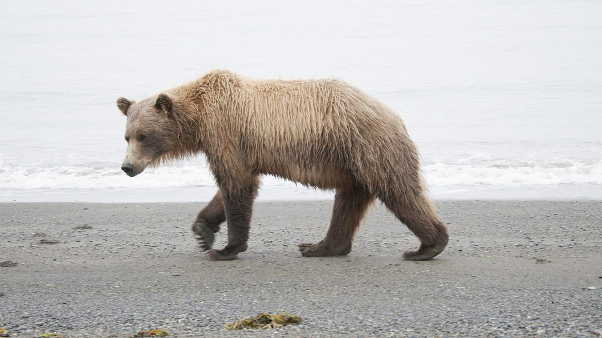 tracker diaries - die bären von alaska