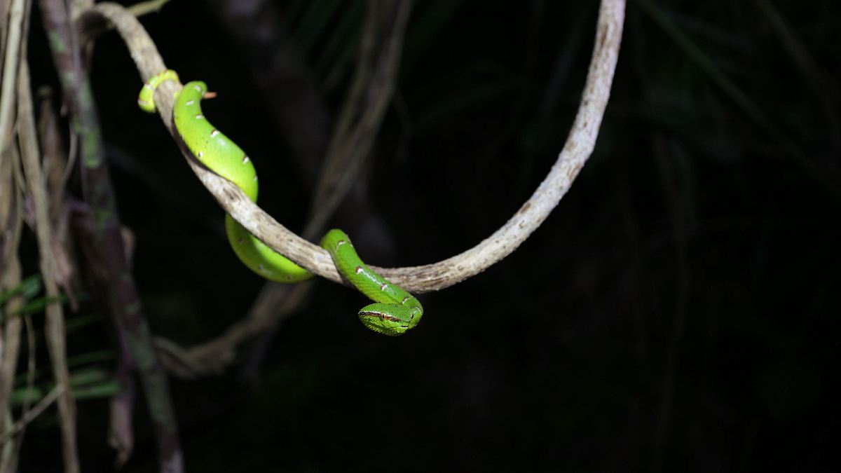 wilde philippinen