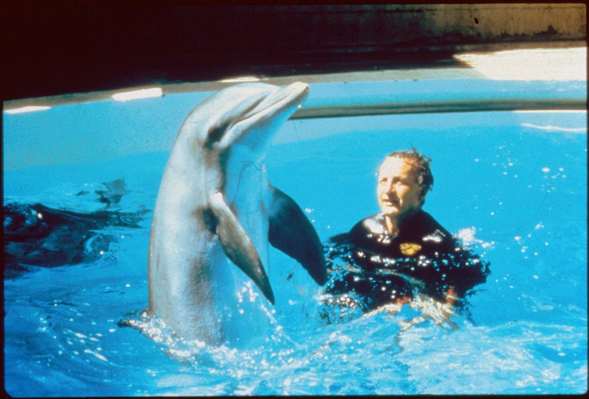 der tag des delphins
