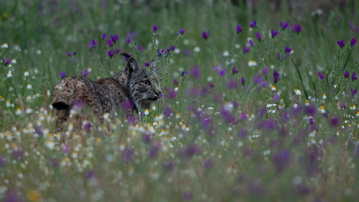 wilder mittelmeerraum