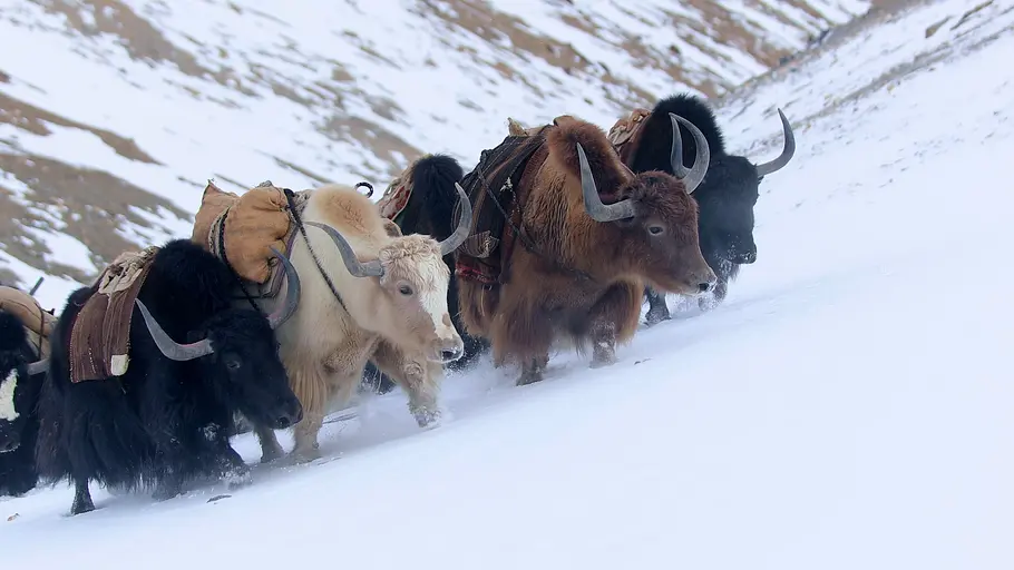 Tierische Superhelden tierische superhelden