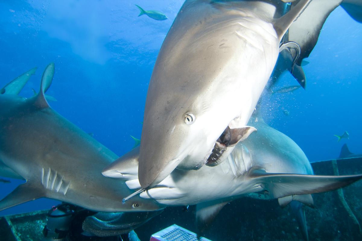 shark frenzy - das fressrausch-experiment