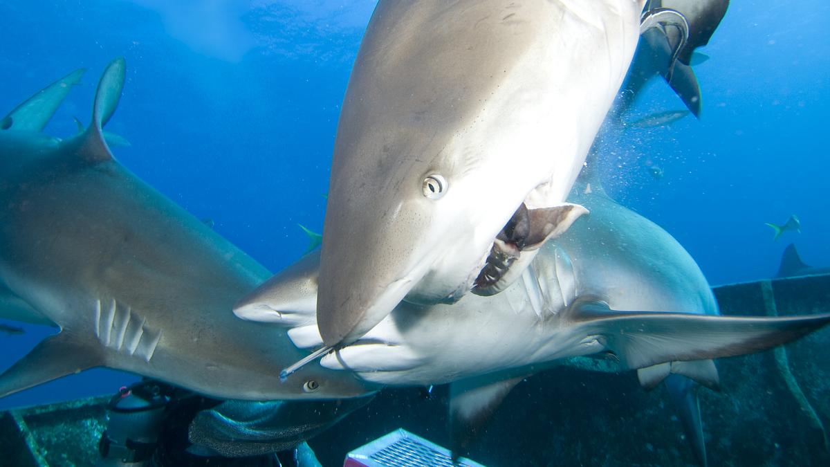 shark frenzy - das fressrausch-experiment