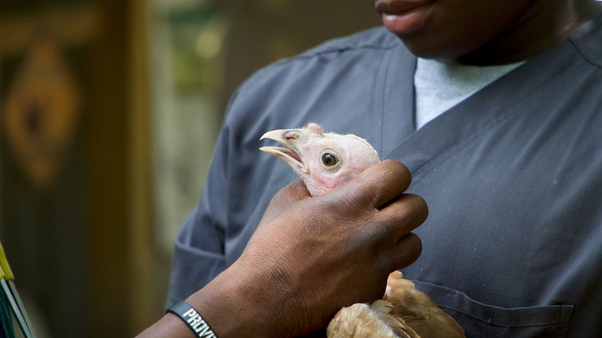 critter fixer: zwei tierärzte für alle felle