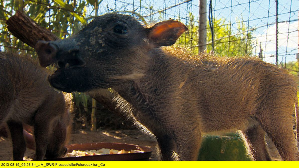 das waisenhaus für wilde tiere - abenteuer afrika