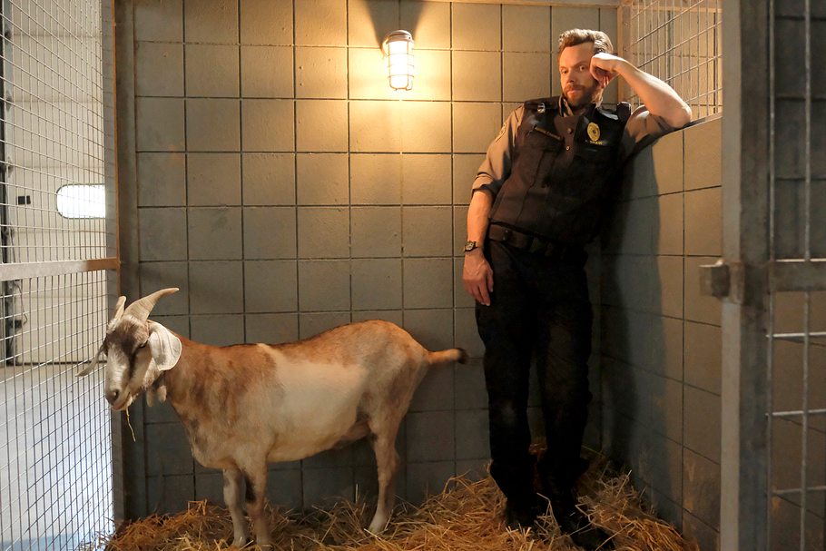 animal control