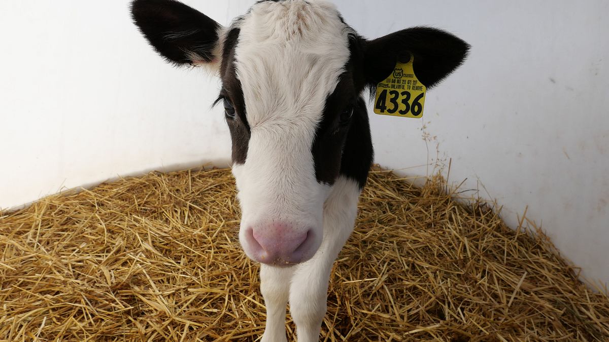 heartland docs - die tierarzt-familie