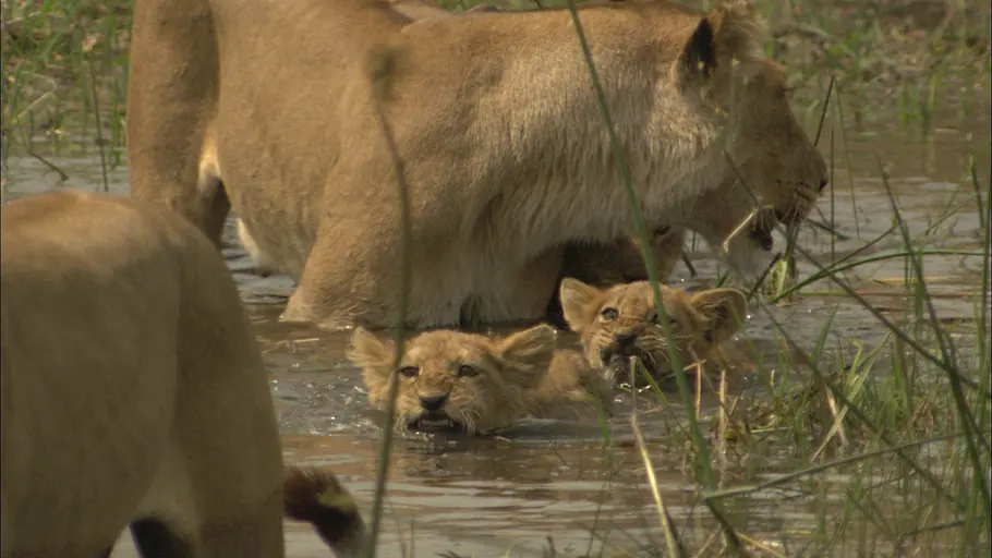 flut in der kalahari
