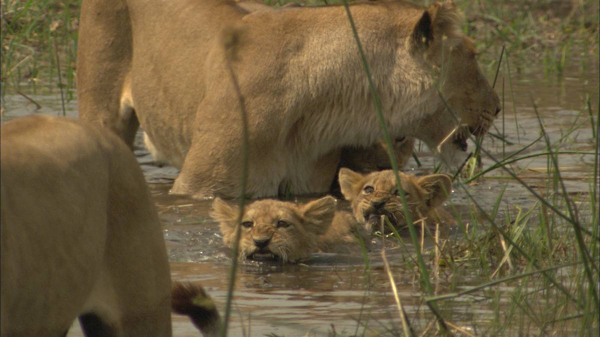 flut in der kalahari