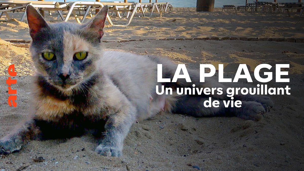 der strand: tierisches aus dem ferienparadies