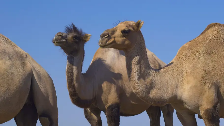 Tierische Superhelden tierische superhelden