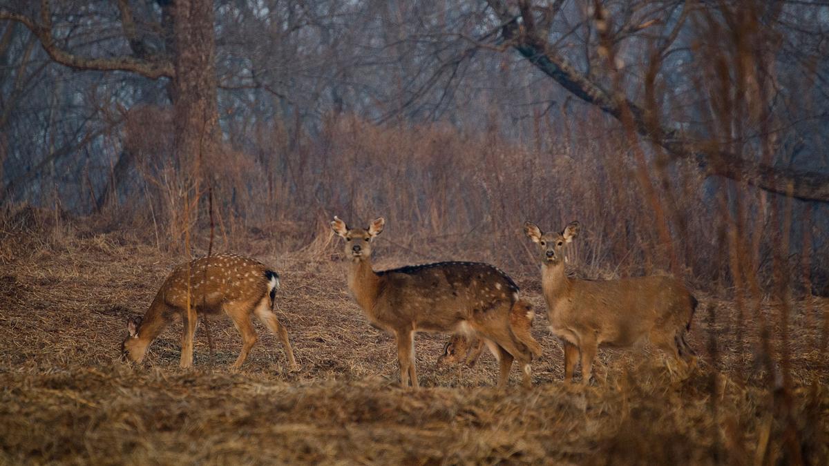 wildes russland