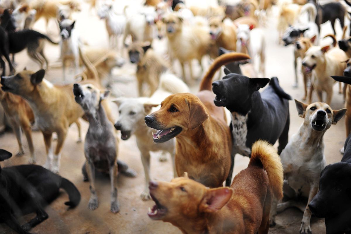 rescue roulette: dogs from abroad