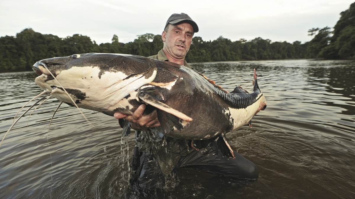 giganten unter wasser - riesenfischen auf der spur
