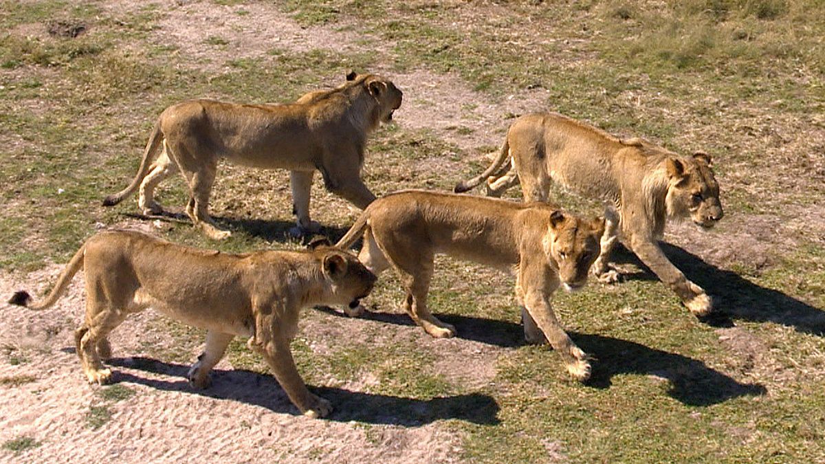 das waisenhaus für wilde tiere - abenteuer afrika