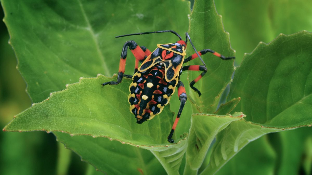 Welt der Insekten welt der insekten
