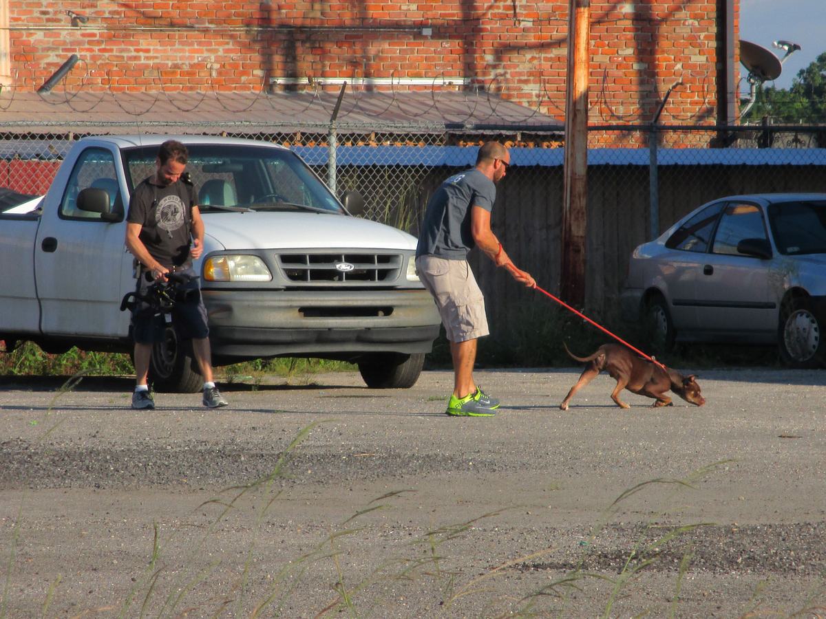 Pitbulls auf Bewährung pitbulls auf bewährung