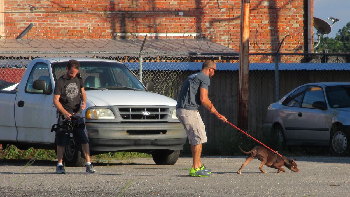 pitbulls auf bewährung