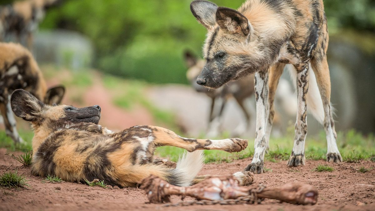 zoo und so - tierisch wild!