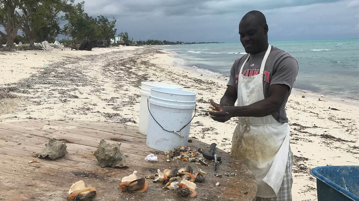 caribbean life - haus im paradies gesucht