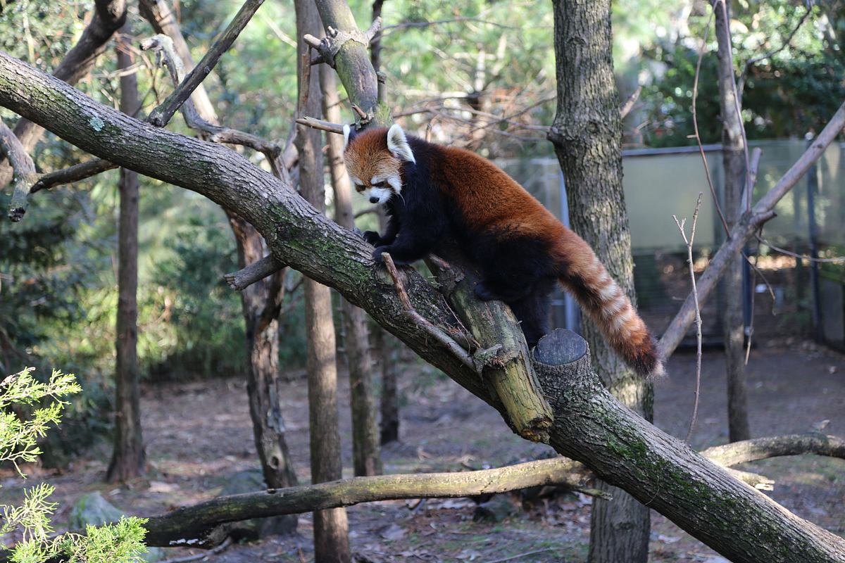 Bronx Zoo - Tierpark der Superlative bronx zoo - tierpark der superlative
