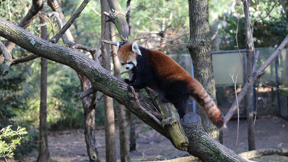 bronx zoo - tierpark der superlative