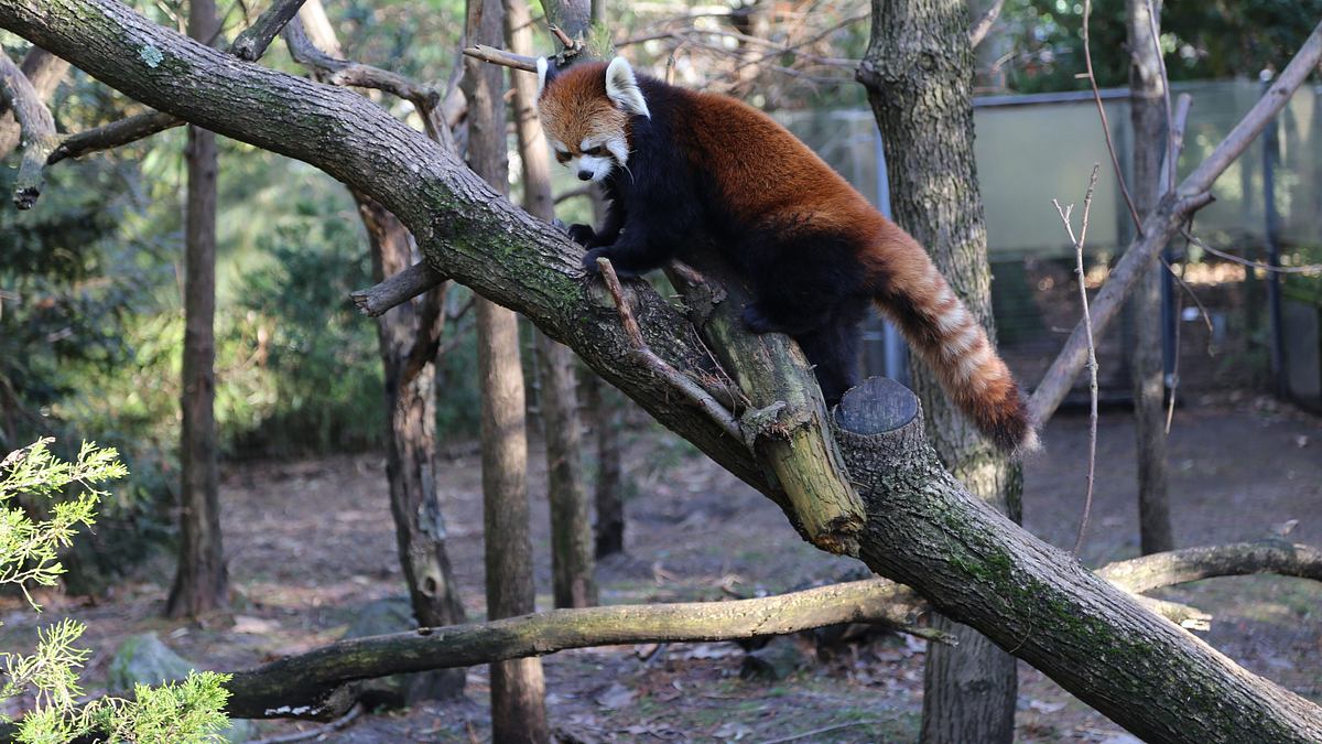 bronx zoo - tierpark der superlative