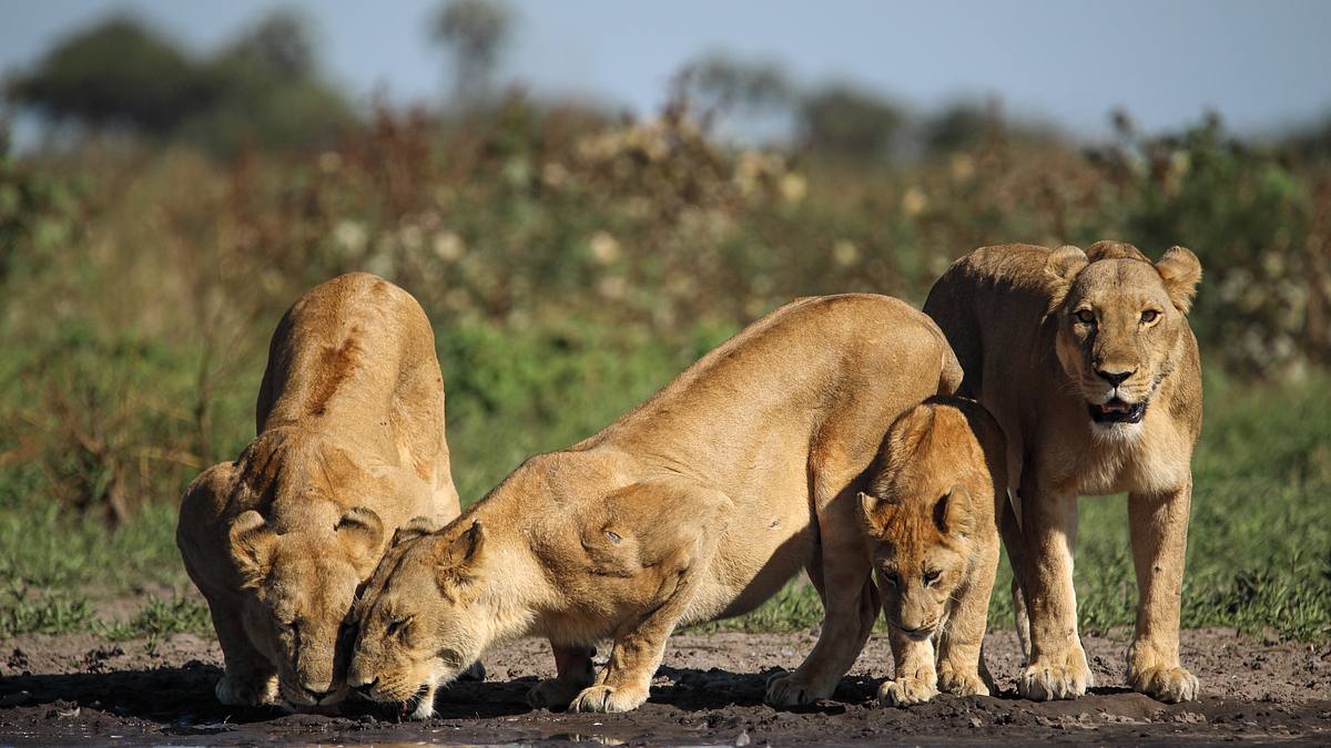 die flut - okavango unter wasser