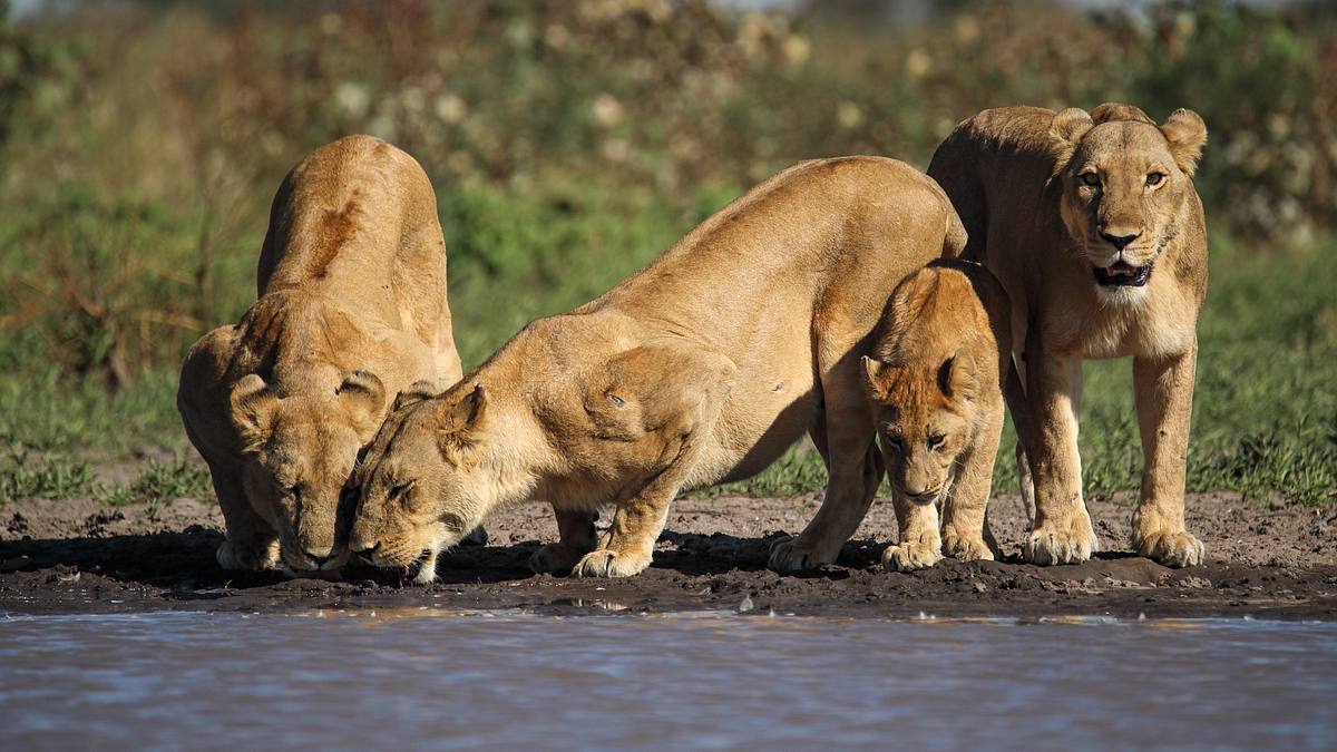 die flut - okavango unter wasser
